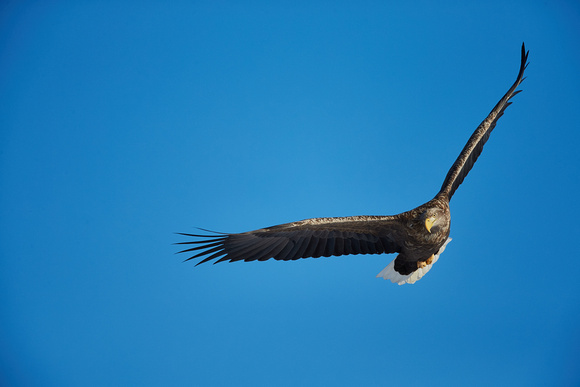 Japan Hokkaido - White-tailed Eagle