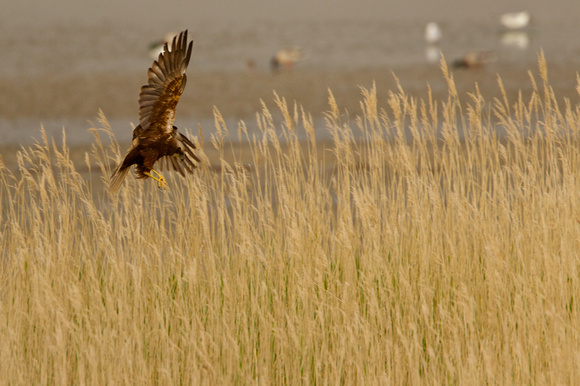 The Netherland - Texel - Marsh Harrier