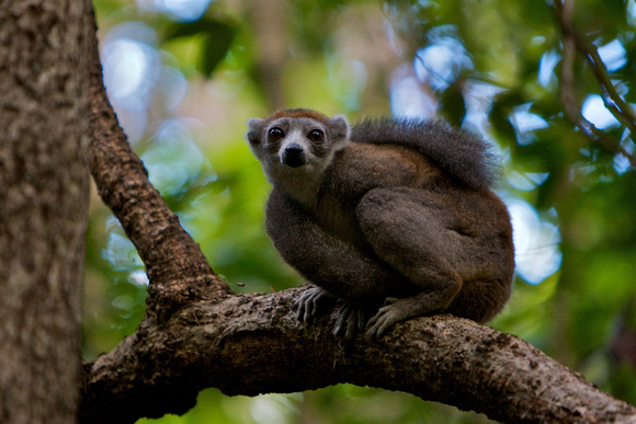 Madagascar - Crowned Lemur