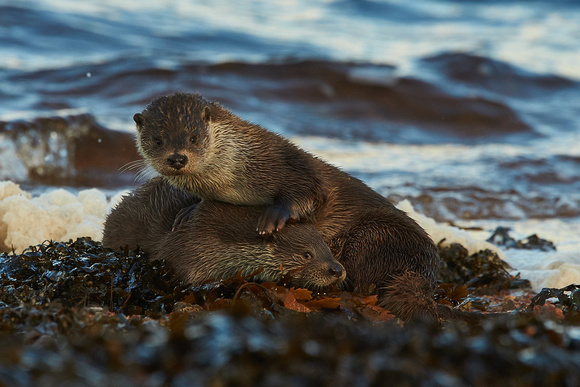 Shetland Islands - Otters