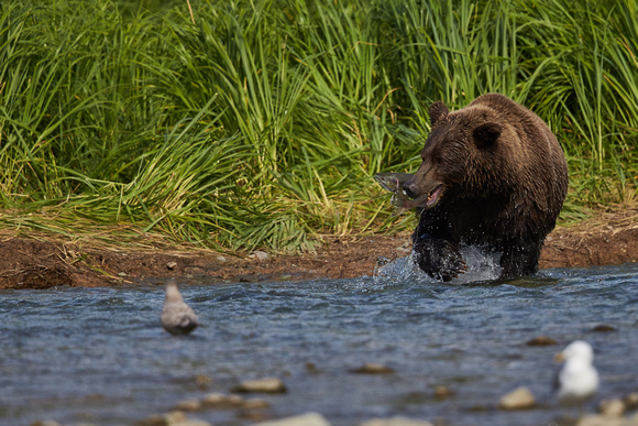 Alaska - Kodiak Bear
