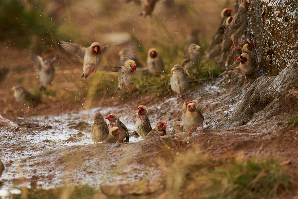 South Africa - Red-Billed Quelea