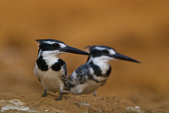 Uganda - Pied Kingfishers