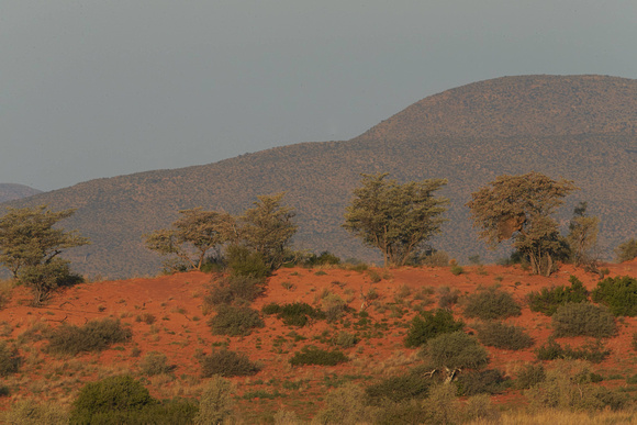 The Green Kalahari