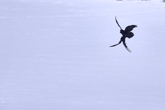 Greenland - Ravens