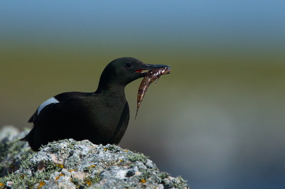 Shetland Islands - Black Guillemot