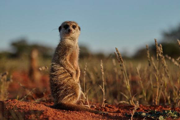 South Africa - Meerkat