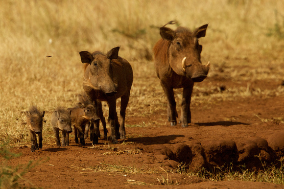 Uganda - Warthogs