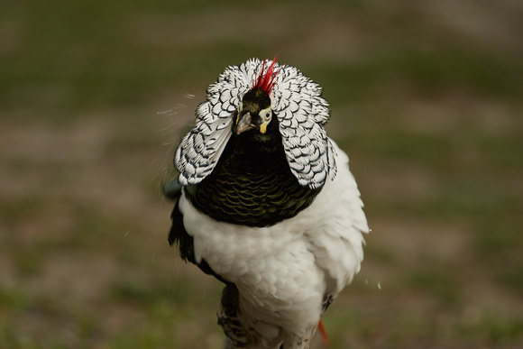 Lady Amherst's Pheasant