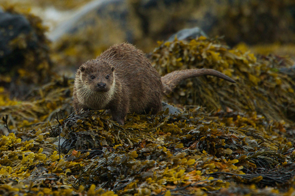 Shetland Islands - Otter