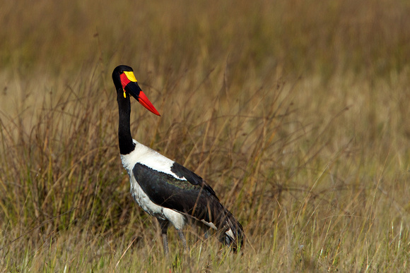 Botswana - Saddle-billed Stork