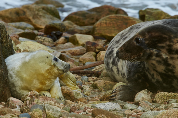 Shetland Islands - Common Seal and Cub