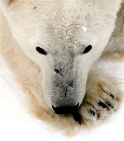 Canada - Polar Bear