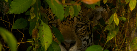 Brazil - Jaguar