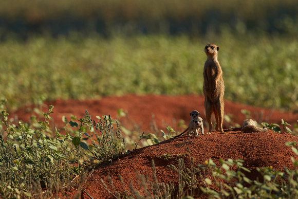 South Africa - Meerkats