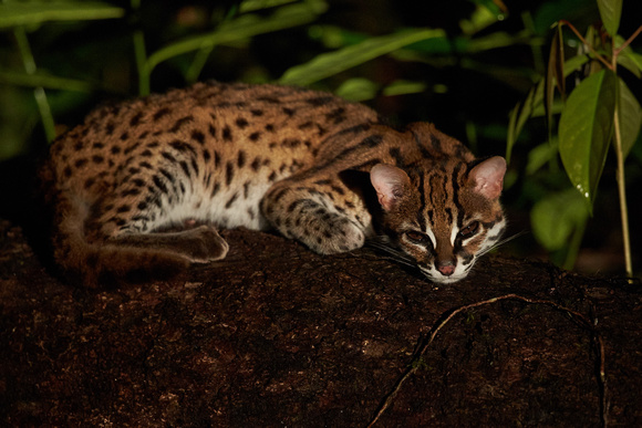 Borneo - Leopard Cat