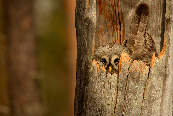 Finland/Russia Border - Great Grey Owl