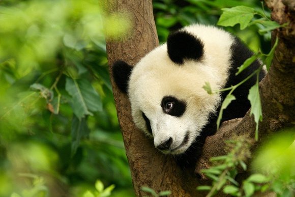 China - Sichuan - Giant Panda