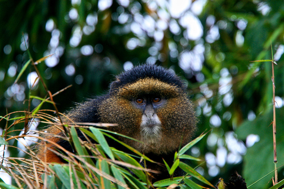Rwanda - Golden Monkey