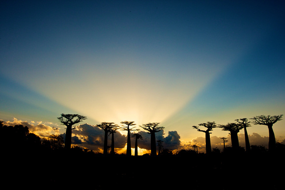 Madagascar - Baobab Avenue at Sunset