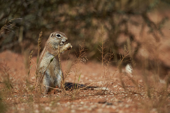 South African Ground Squirrel