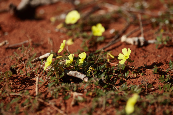 Kalahari Flower