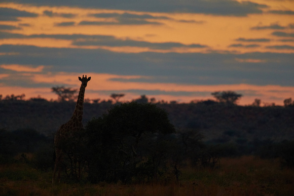 Giraffe at Dawn
