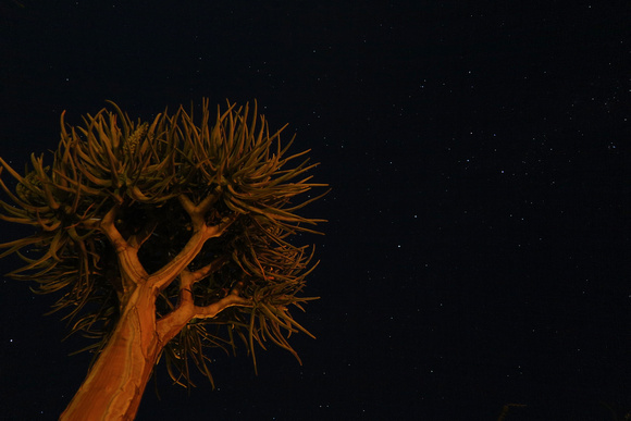 Kalahari Starry Night
