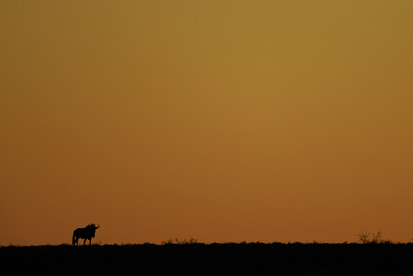 Sunrise with Wildebeest