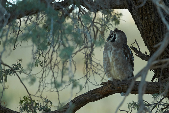Verreaux's (Giant) Eagle-Owl
