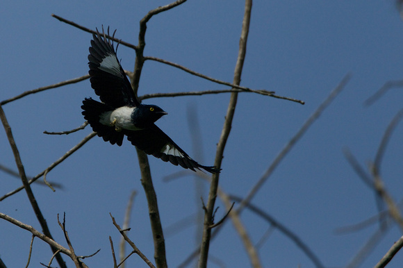 Black-and-white Shrike Flycatcher