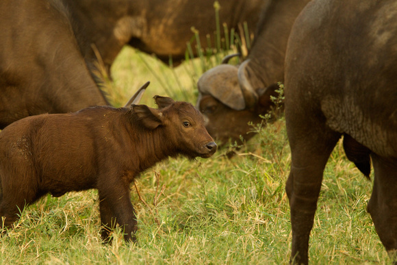 African Buffalo Cub