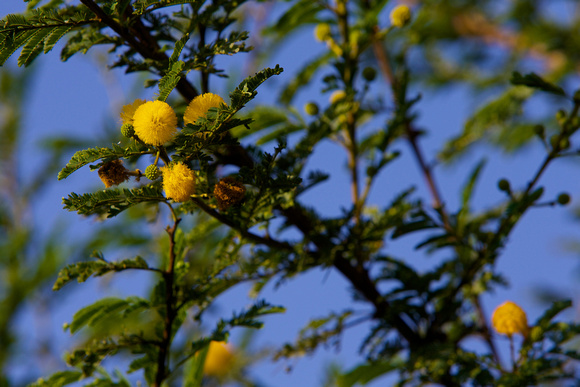 Mimosa Arborea