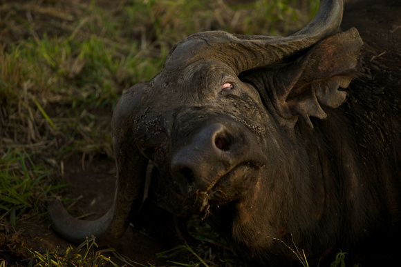 The Dying Buffalo