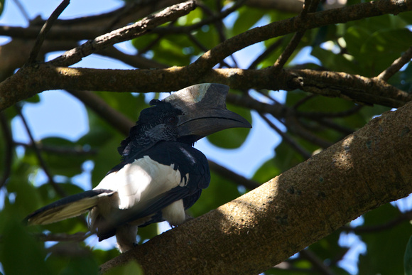 Black-and-white Casqued Hornbill