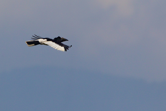 Black-and-white Casqued Hornbill