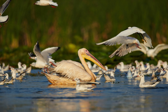 Pelicans, Egrets and Gulls