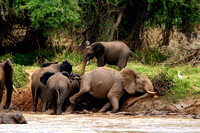 Elephants of Samburu