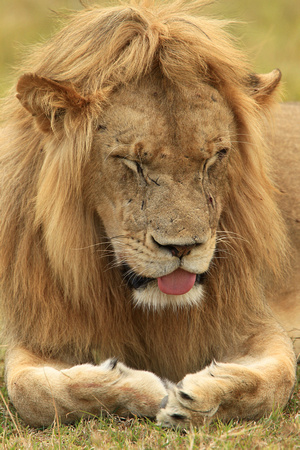 Lion "The Rest of the Warrior" - Masai Mara
