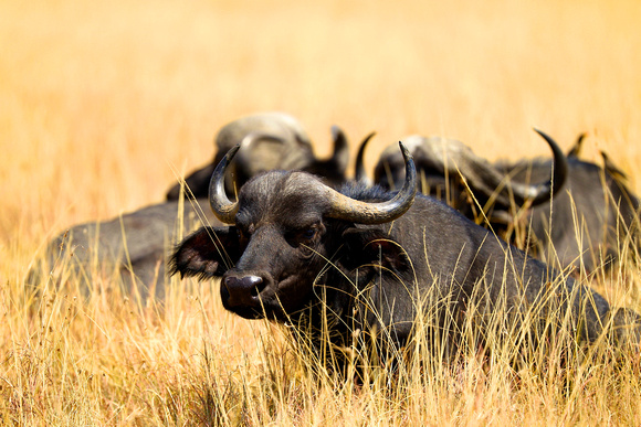 Buffalos - Masai Mara
