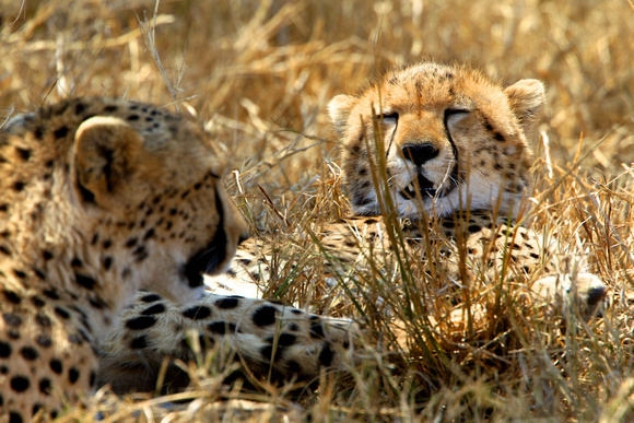 Cheetah Mother and Cub - Masai Mara