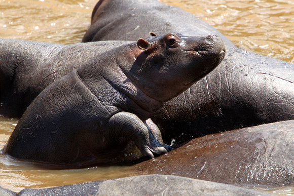 Young Hippo - Mara