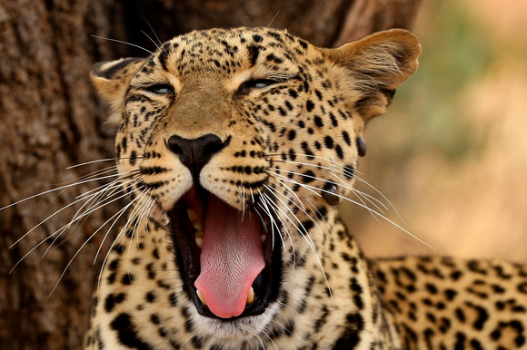 My favorite Leopard - Samburu
