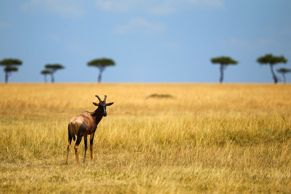Topi - Masai Mara