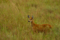 Pantanal Deer