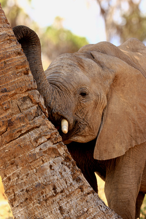 Elephant - Samburu
