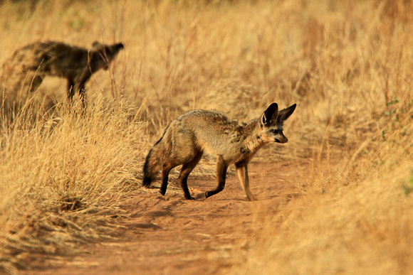 Bat-Eared Fox - Samburu