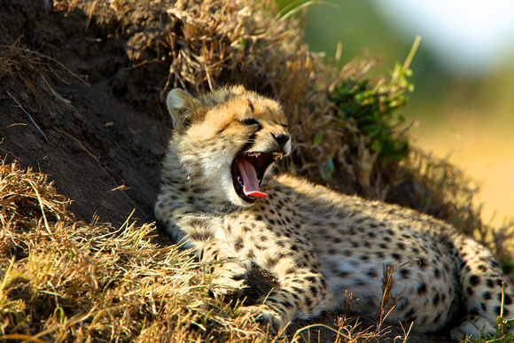 Cheetah Cub- Masai Mara