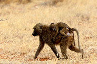 Baboons Mother and Cub - Samburu