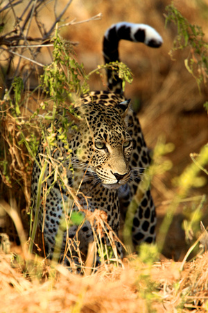 My favorite Leopard - Samburu